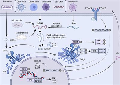 The cGAS/STING Pathway: A Novel Target for Cancer Therapy